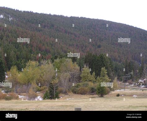 Mountain Pine Beetle Stock Photo - Alamy