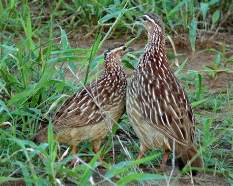 Crested francolin - Facts, Diet, Habitat & Pictures on Animalia.bio