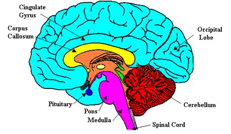 Brain Function Diagram For Kids