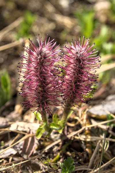 Arctic willow - Salix arctica - Alaska Wildflower Guide