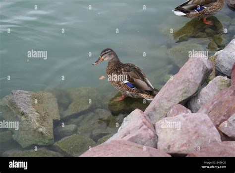 Duck on the rock Stock Photo - Alamy