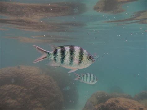 Damselfish in the Coral Reef Stock Image - Image of coral, marine ...