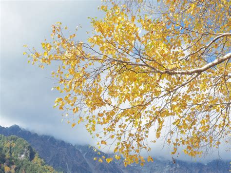 Autumn Colors Enter Peak Period – Japan Alps Kamikochi Official Website