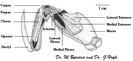 Stomatopod Biology: Muscular Physiology of Strike