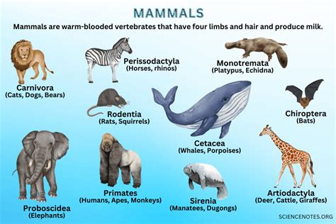 Mammals - Definition, Examples, Characteristics