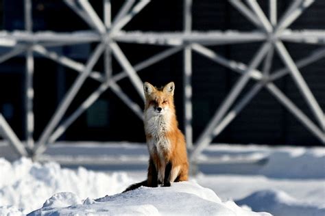 Scenes of a Winter Wonderland - ABC News