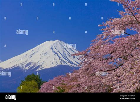 Mount Fuji with cherry blossom Stock Photo - Alamy