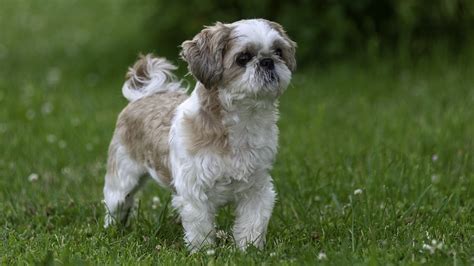 18 Shih Tzu Puppies Facts - Facts.net