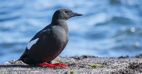 Guillemot Bird Behavior - AnimalBehaviorCorner