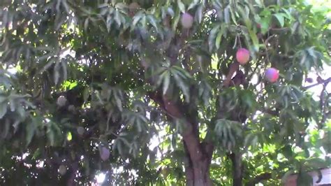 Kent Mango Tree and Fruits - YouTube