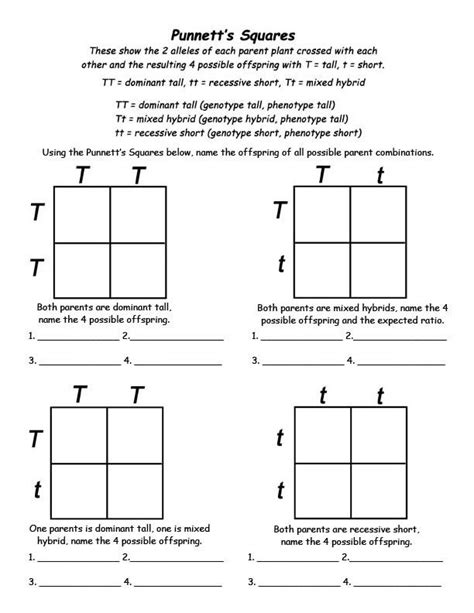 Punnett Square Worksheet With Answers