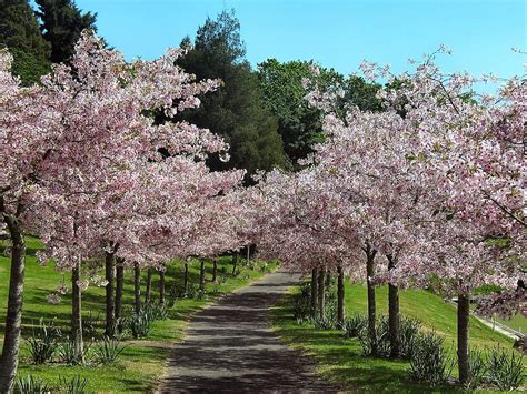 cherry blossom, alley of cherry trees, pink flowers, trees, lawn ...