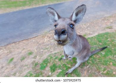 Kangaroo Sitting Funny Facial Expression Stock Photo 1075925975 ...