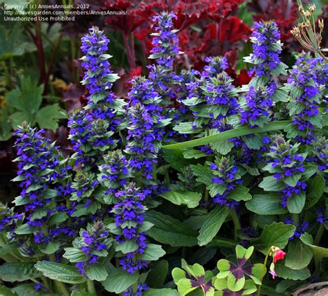 PlantFiles Pictures: Ajuga Species, Geneva Bugleweed, Blue Bugleweed (Ajuga genevensis) by ...