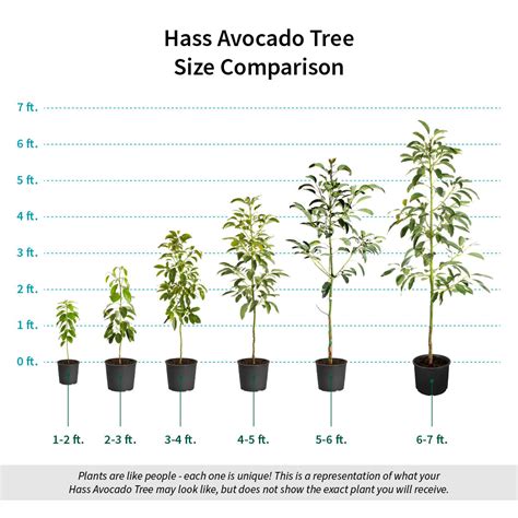 Hass Avocado Trees for Sale in Florida | FastGrowingTrees.com