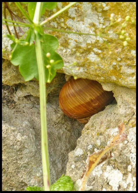 Wild and Wonderful: Lizards and Roman Snails at Chedworth Roman Villa