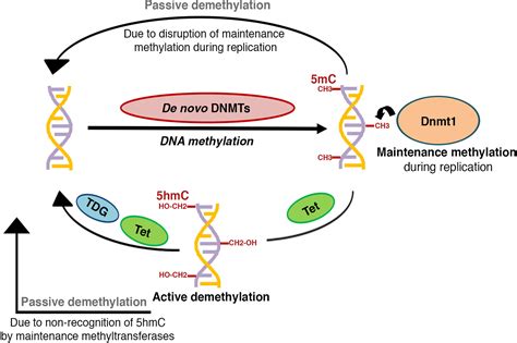 Process Of Dna Methylation