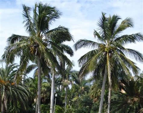 13 Different Types of Coconut Trees & Identifying Features