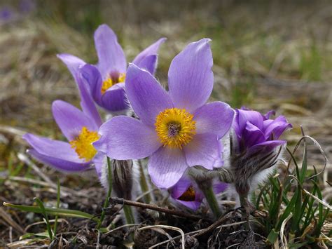 Pasque Flower (Anemone Pulsatilla vulgaris) – Empathy - Pegasus Products