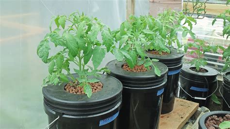 hydroponic gardening system: Hydroponic Tomatoes Bucket