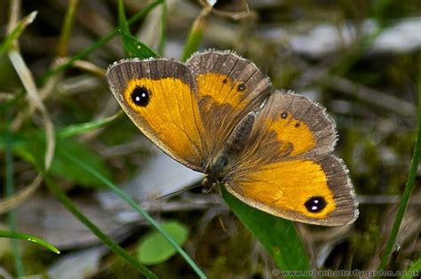 Gatekeeper Butterfly (Pyronia tithonus) | Urban Butterfly Garden