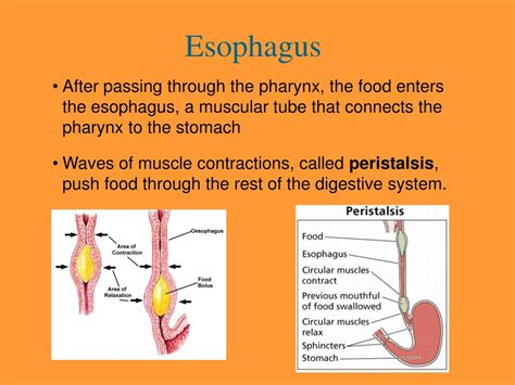 Esophagus Function