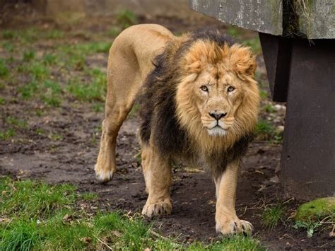 Watch Bronx Zoo Lion Dancer's Journey Unfold | Patch PM | New York City, NY Patch