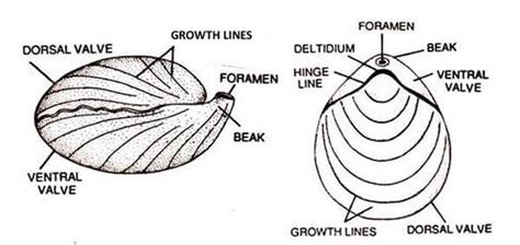 Fossil Finds: brachiopods - Fossil Finds in New Zealand