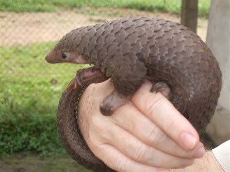 Meet the Species: Three-Cusped Pangolin - PANGOLINS