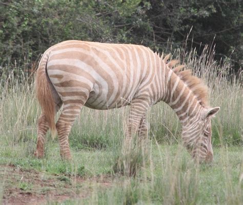 GALLERY-KHATELY® : Albino Zebras...only in Kenya...