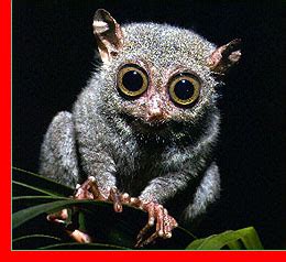 NOVA Online | Night Creatures of the Kalahari | Tarsier