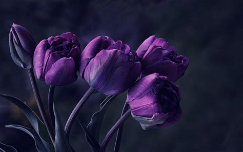 Purple Tulips Wallpapers - Wallpaper Cave