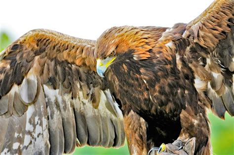 2 Species of Eagles in California (With Pictures & Info) - Optics Mag