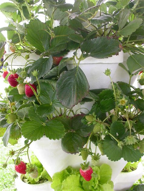 Hydroponic Strawberries a Fruitful 'Occupassion’ | Northern Region | lancasterfarming.com