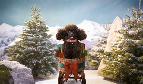 Dobbies Unveils Christmas Advertising Campaign For 2020 - Retail News And Events