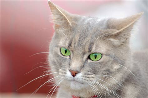 Cat With Green Eyes Free Stock Photo - Public Domain Pictures