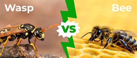 Bee Sting Vs Wasp Sting - A-Z Animals