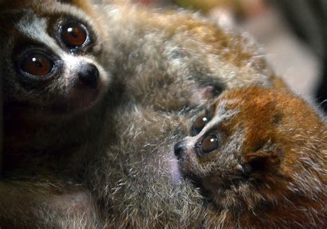 The Upsetting Truth Behind 'Cute' Slow Loris Videos | HuffPost UK