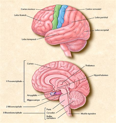 Anatomie du cerveau et du système nerveux - Fédération pour la Recherche sur le Cerveau (FRC)