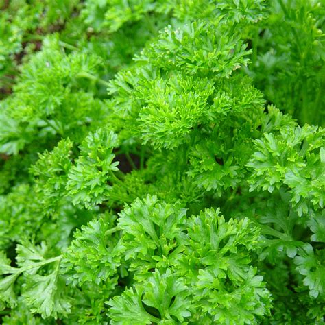 PETERSELIE Petroselinum crispum | Erica Garden