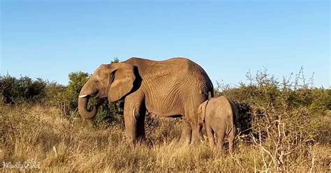 Rare Albino Elephant Forms Special Relationship With Nanny In South ...