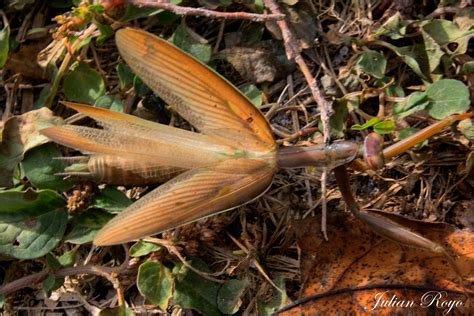 EL BLOG DE JULIAN: "Mantis religiosa"