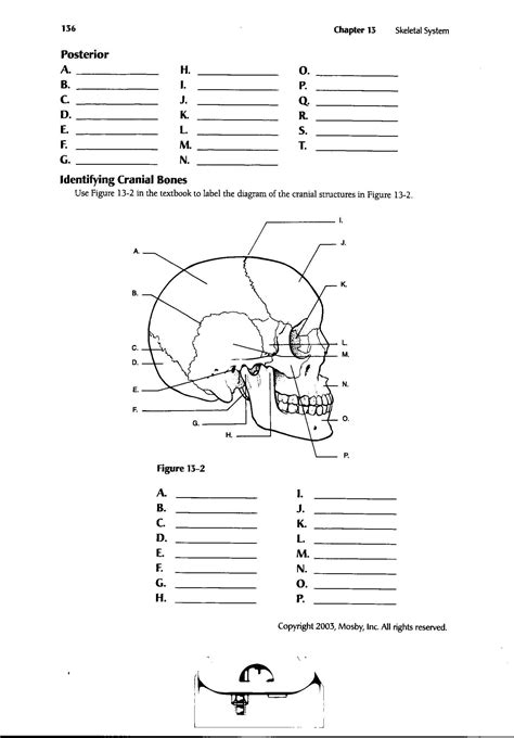 a diagram of the human skull and its functions