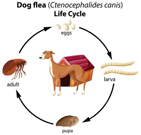 Flea Cycle In Dogs Chart Poster Laminated | vtir.net