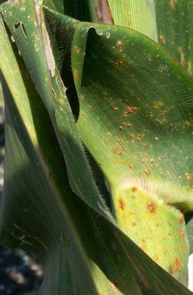 Corn Rusts: Common and Southern Rust | NC State Extension Publications