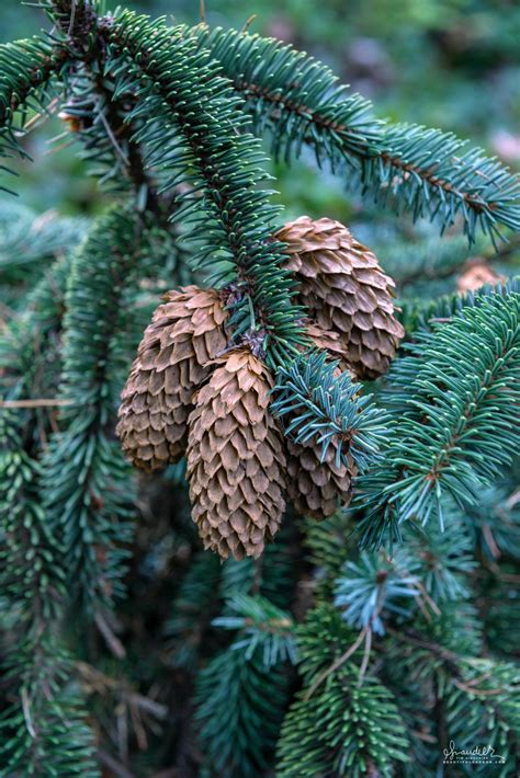 Sitka Spruce Cones in the Siuslaw National Forest - Oregon Photography