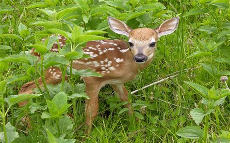 Why Are Baby Deer Called Fawns? | Wonderopolis