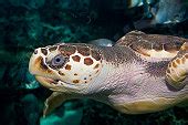 Free picture: up-close, dermochelys coriacea, leatherback, turtle