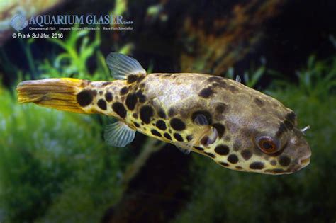 Tetraodon schoutedeni Pellegrin, 1926. The Leopard Puffer. | Fish, Fishing trip, Fishing australia