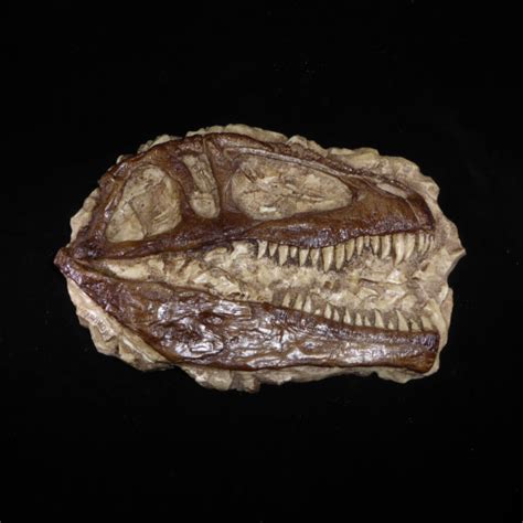 Giganotosaurus Skull Profile Plaque - SkeletonsAndSkulls